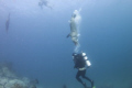   Dive Buddy  